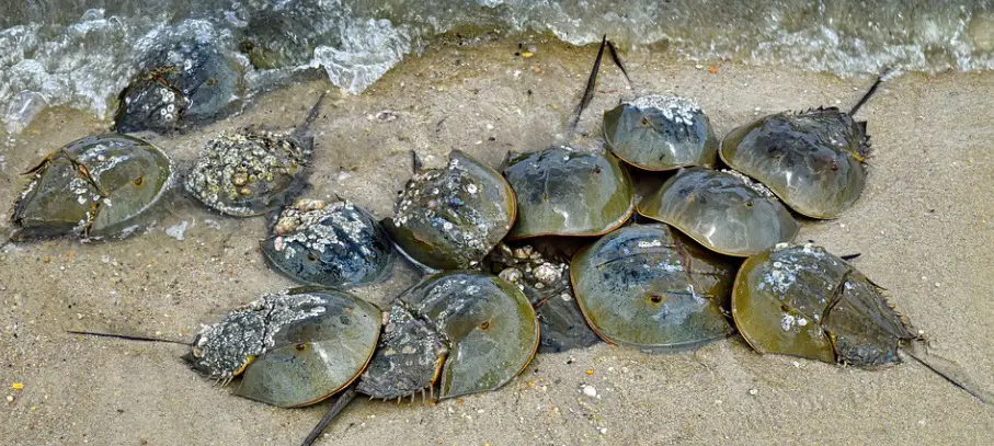 Horseshoe Crab