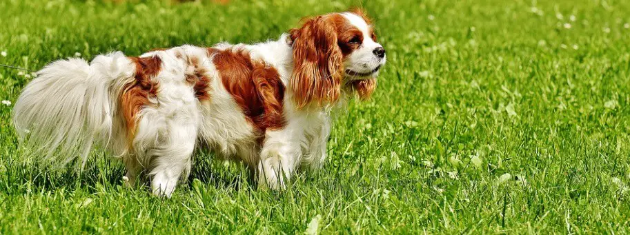 King Charles Spaniel 1