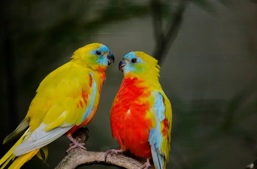 Love Bird