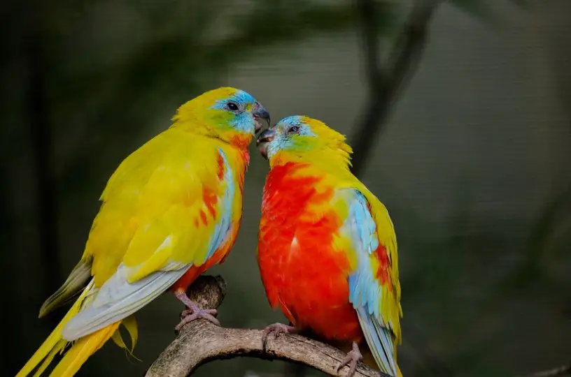 Love Bird