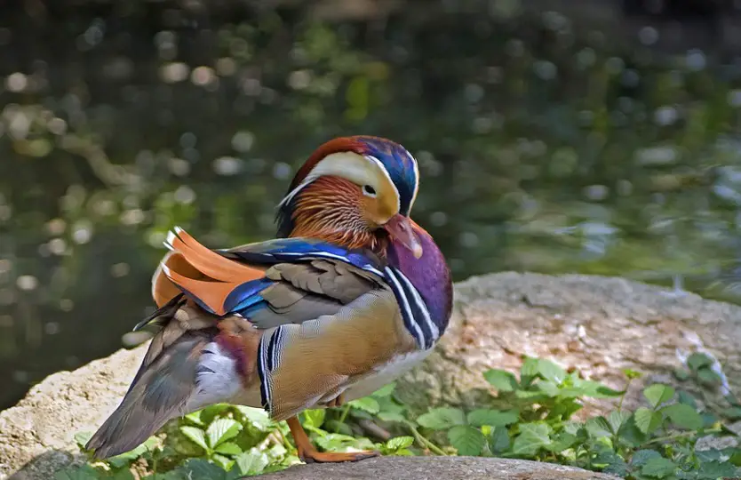 Mandarin Duck