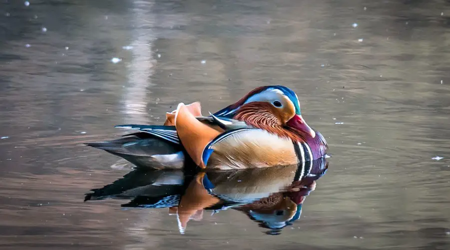 Mandarin Duck