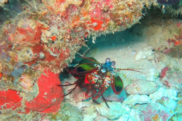 Mantis Shrimp: Description, Distribution, & Fun Facts