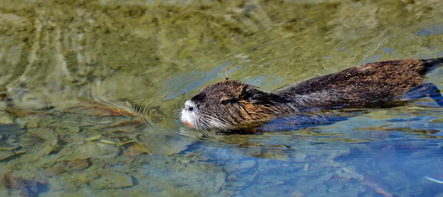 Nutria Rat