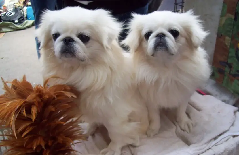 Pekingese