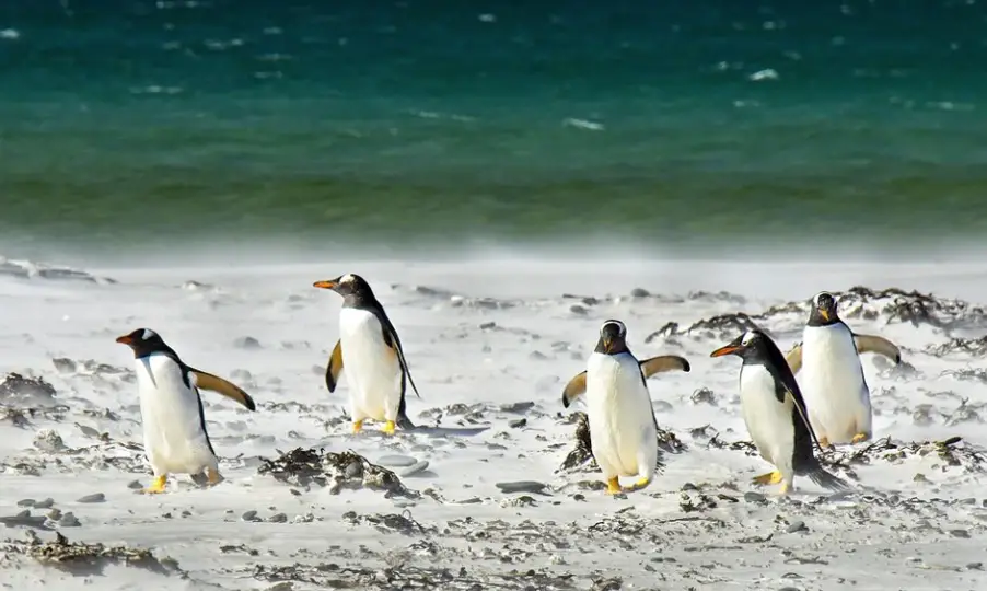 Penguins