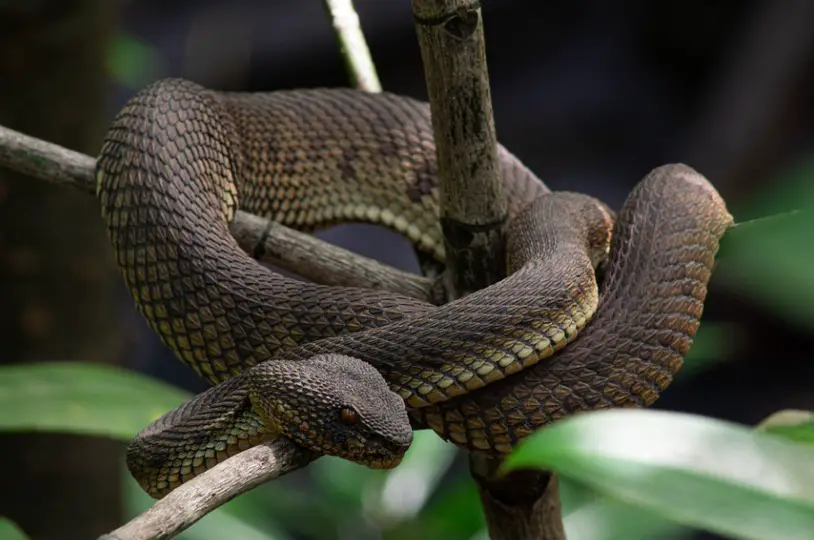 Pit Viper