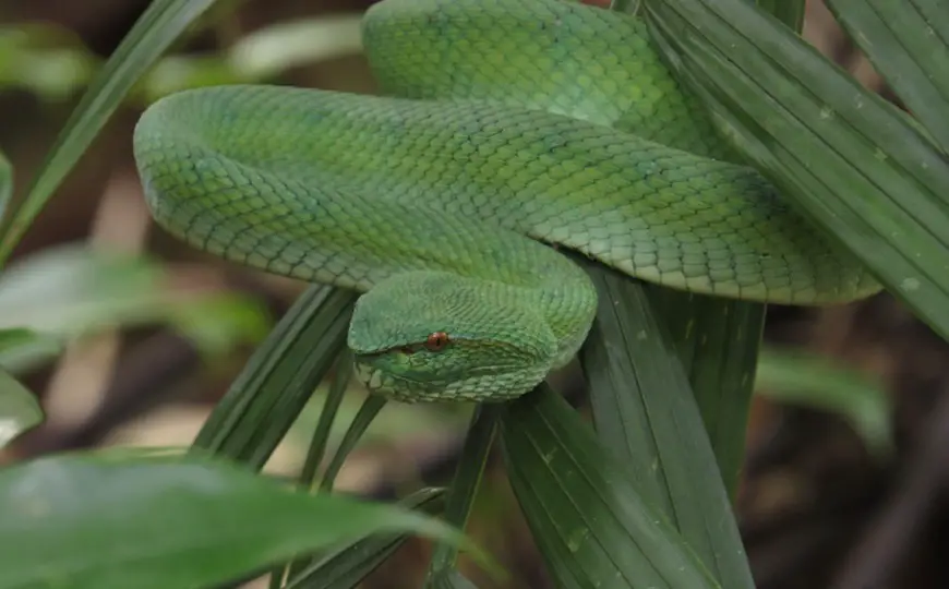 Pit Viper