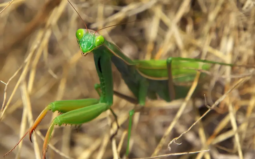 Praying Mantis Description Distribution And Fun Facts 