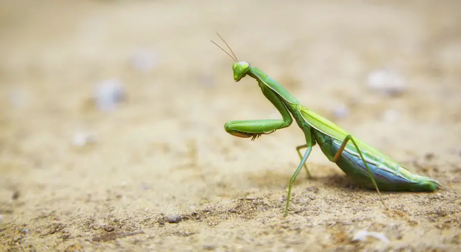 Praying Mantis