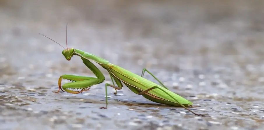 Praying Mantis