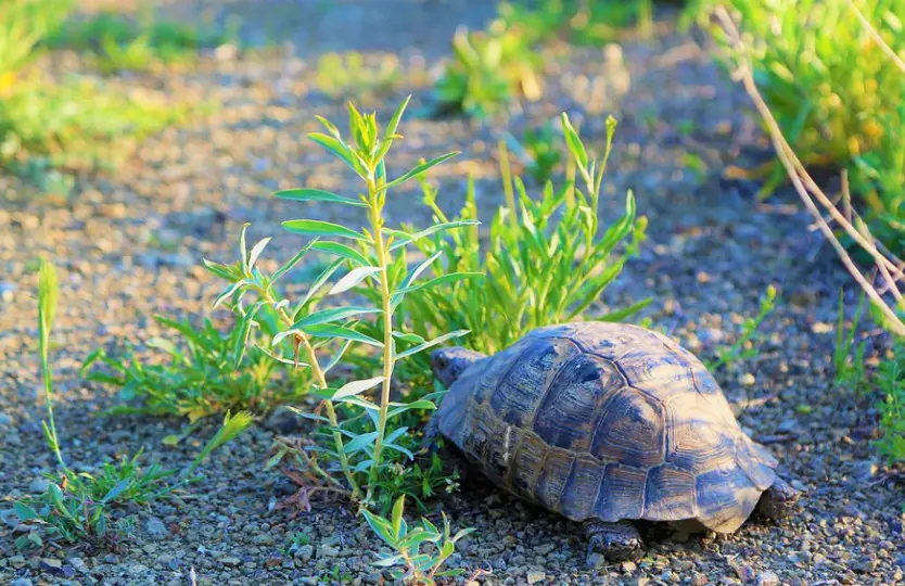 Russian Tortoise