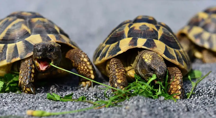 Russian Tortoise