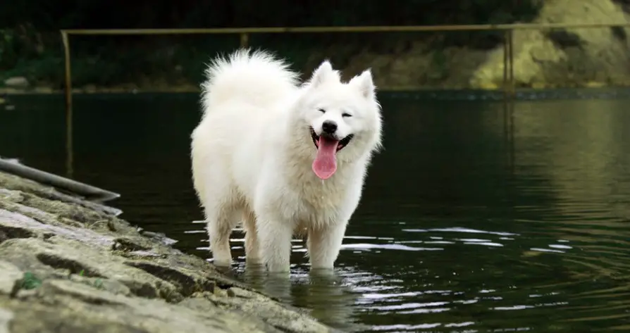 Samoyed