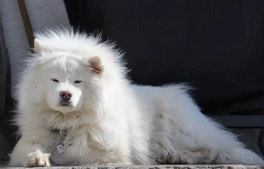 Samoyed