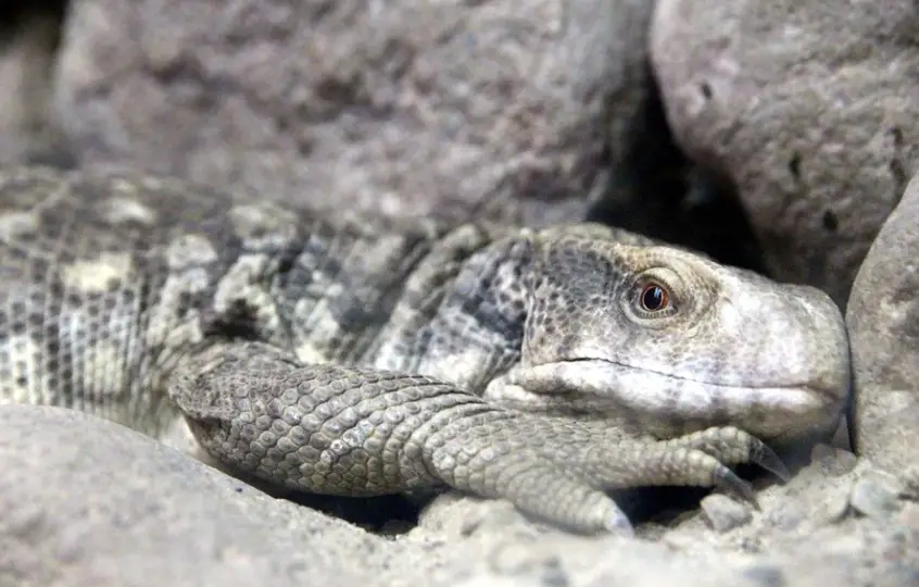 Savannah Monitor