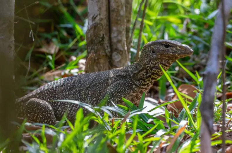 Savannah Monitor