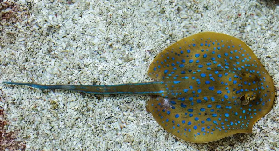 Stingray