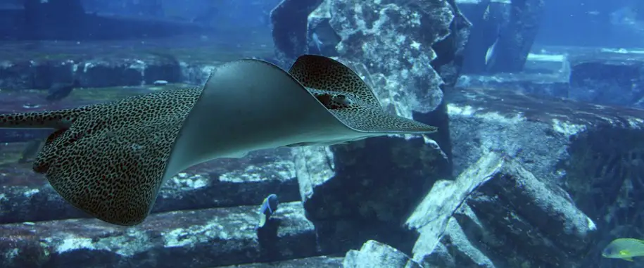 Stingray