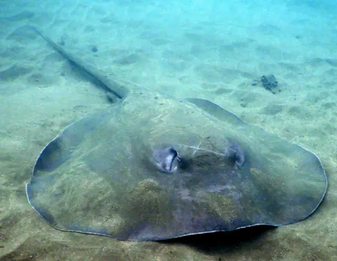 Stingray