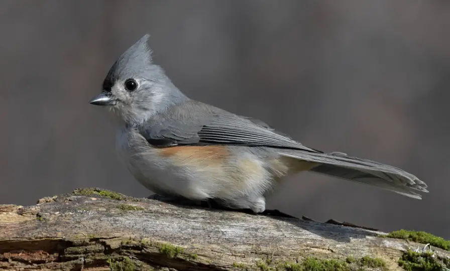 Titmouse