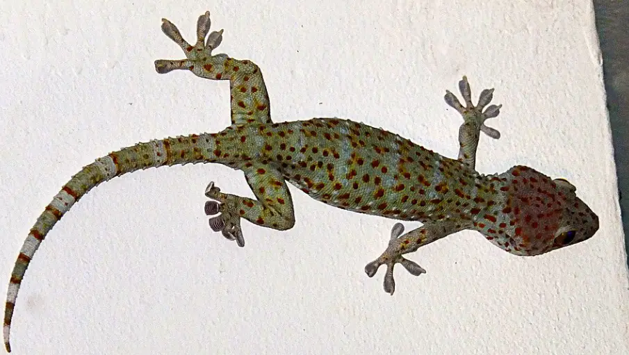 Tokay Gecko