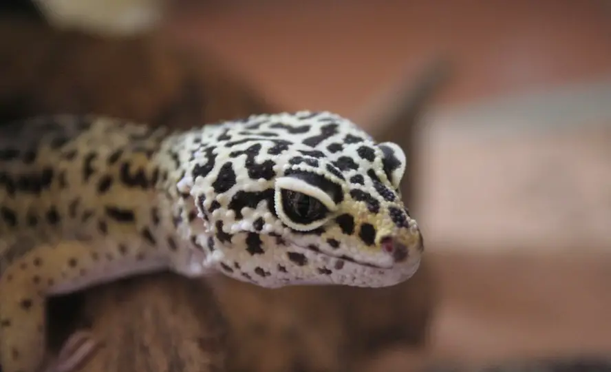 Tokay Gecko