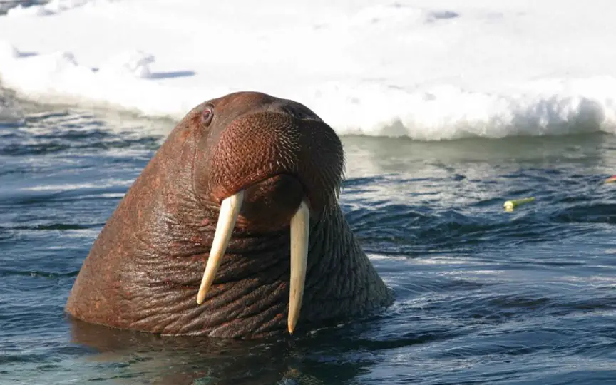 Walrus