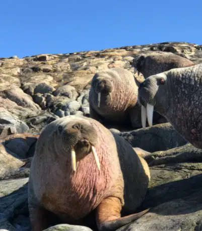 Walrus