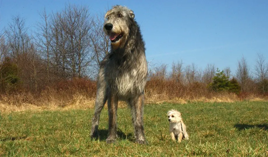 Wolfhound