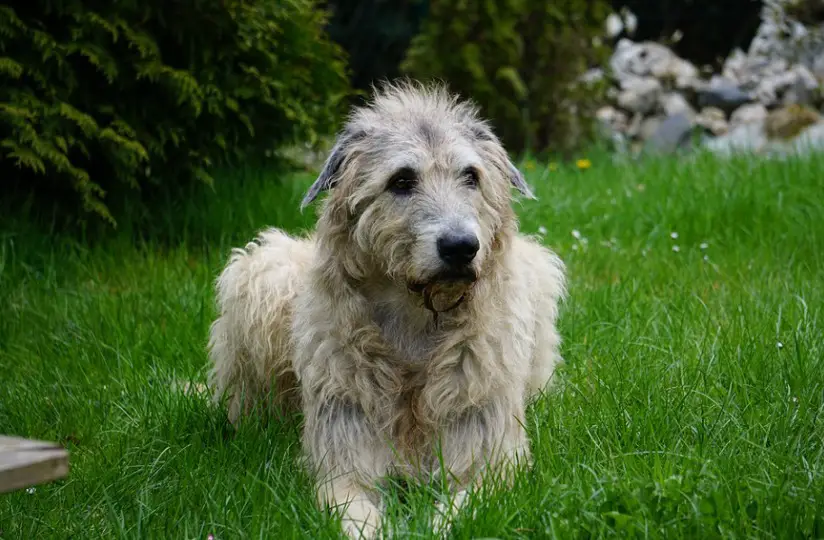 Wolfhound