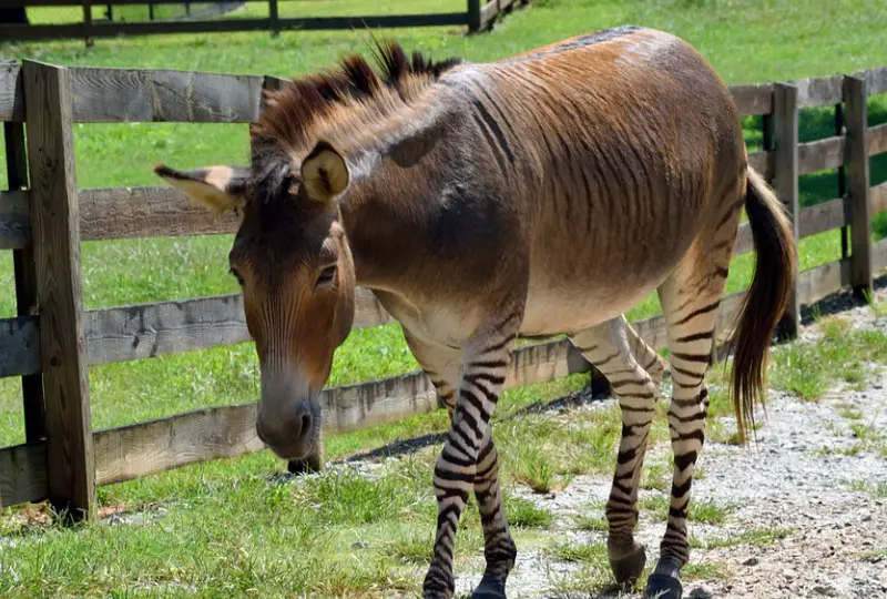 Zonkey