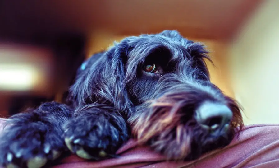 Giant Schnauzer