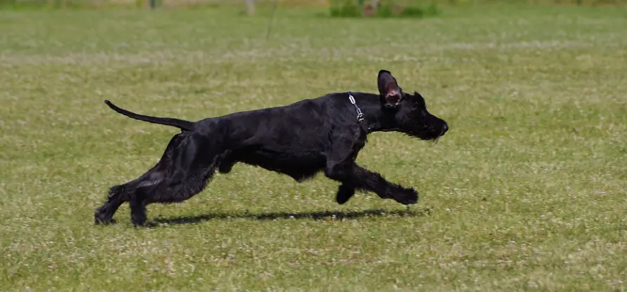 Giant Schnauzer