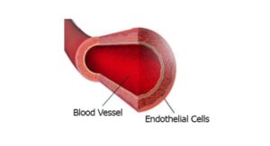 Read more about the article Endothelium: Definition, Structure, & Function
