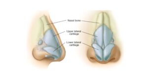 Read more about the article Nasal Bone: Definition, Structure, & Function