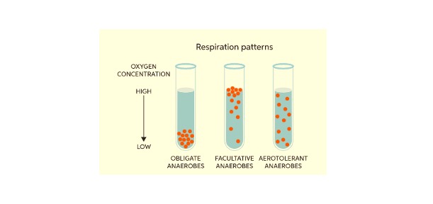 Read more about the article Obligate Anaerobes: Definition, Types, and Examples