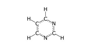 Read more about the article Pyrimidine: Definition, Structure, & Function