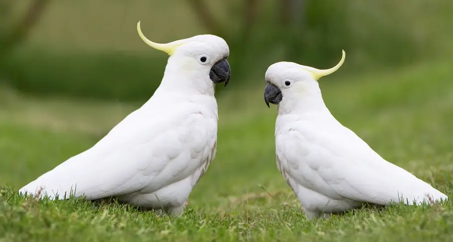 Cockatoo