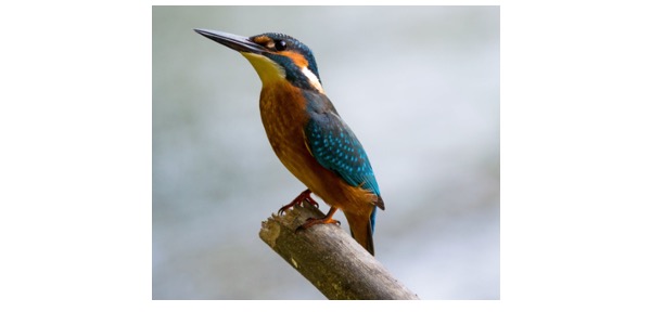 Read more about the article Kingfisher: Description, Habitat, & Fun Facts